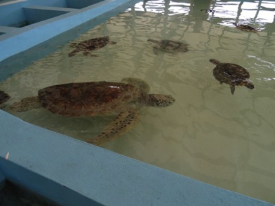 The Hawksbill turtles The Hawksbill turtles